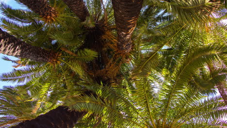 Fish-eye-of-palm-trees-and-sky