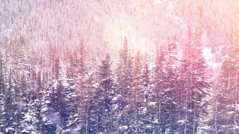 Spots-of-light-and-snow-falling-over-multiple-trees-on-winter-landscape