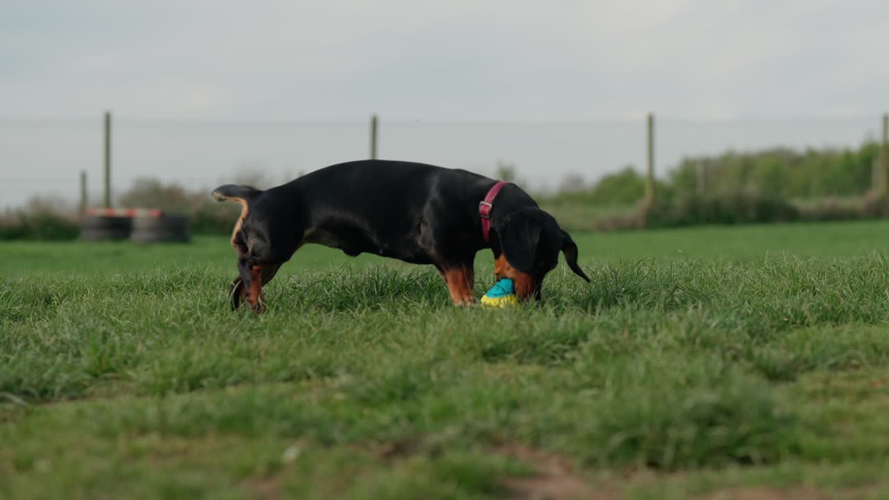 Panting ball playing standard Dachshund, dog fun, secure field