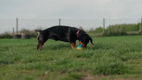 panting ball playing standard dachshund, dog fun, secure field