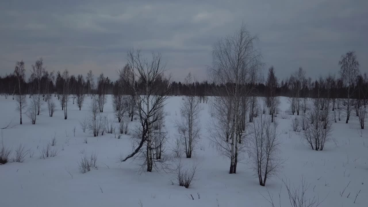 Un sereno video di un paesaggio invernale con una visuale grandangolare che cattura alberi sparsi in un paesaggio innevato