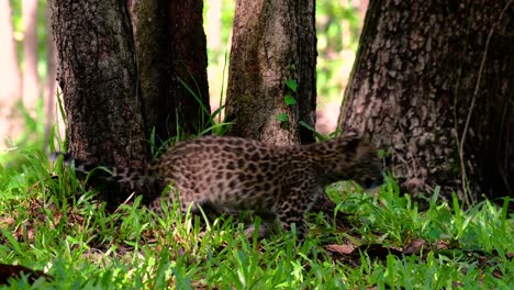 El-Leopardo-De-Indochina-Es-Una-Especie-Vulnerable-Y-Uno-De-Los-Grandes-Felinos-De-Tailandia