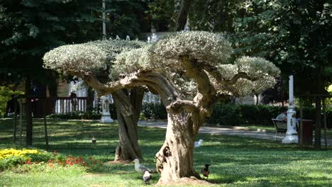 sunny park scene with gnarled trees and birds