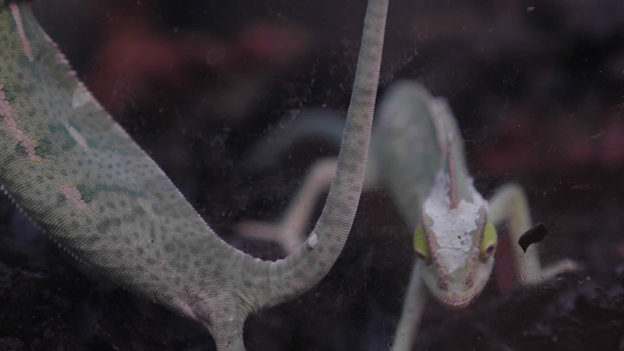 un camaleón velado cavando en su terrario