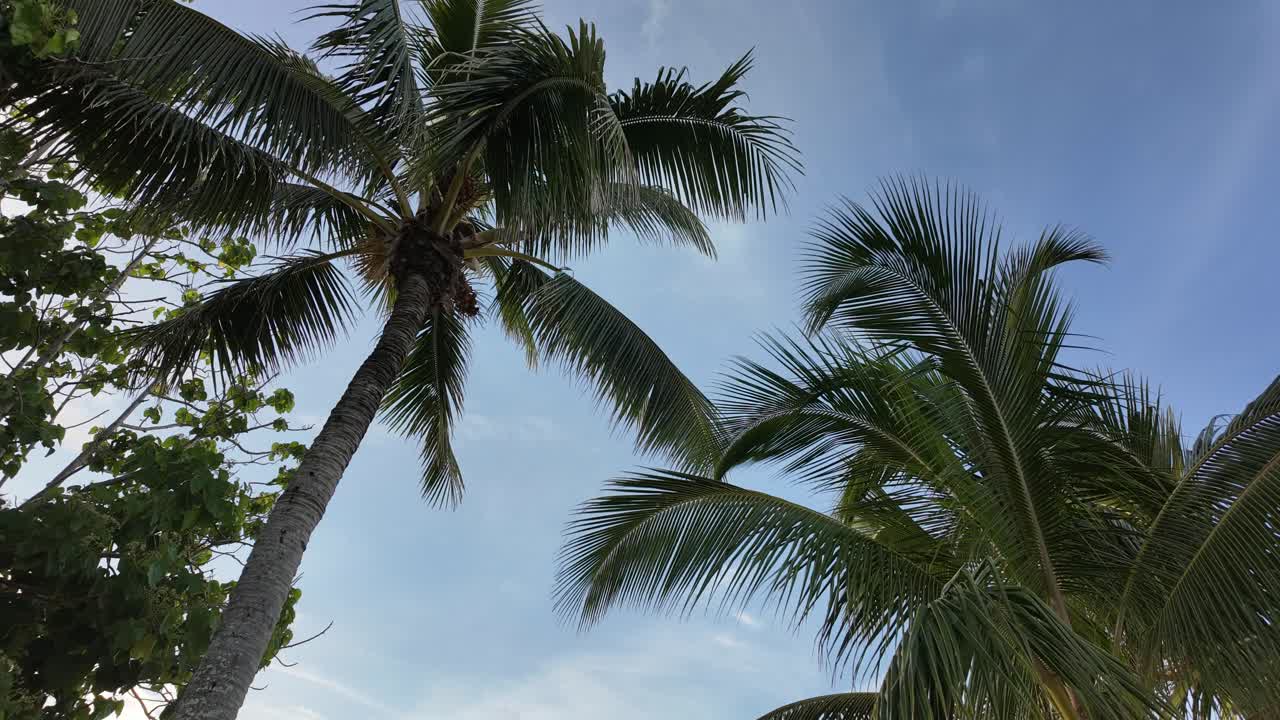 A stunning time-lapse capturing a palm tree in Oahu, Hawaii, with the camera tilted upward to showcase the movement of clouds and sky, emphasizing the beauty of the tropical landscape.