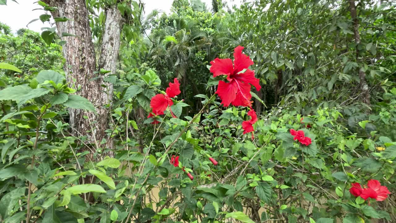 Red hibiscus flowers gently moving in lush, sunlit Phuket garden with natural camera panning