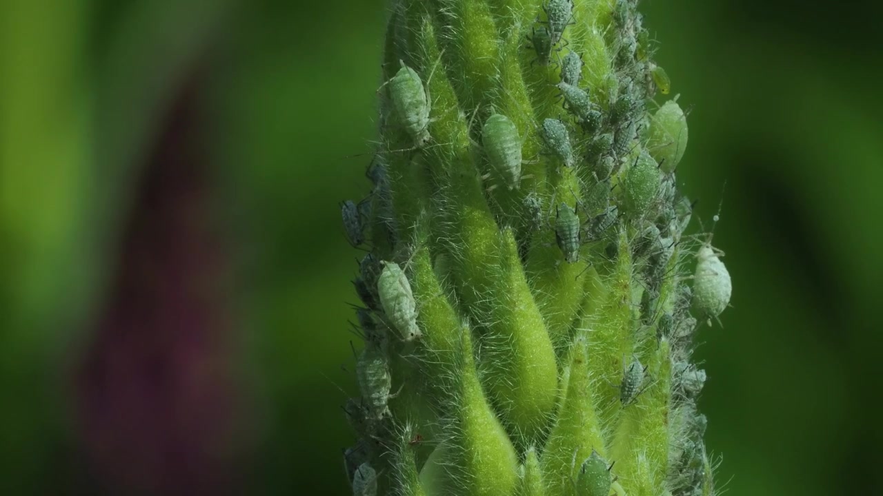 Afidi del lupino (Macrosiphum albifrons) sulla testa del fiore di lupino.