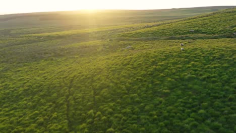 aerial footage over a field of sheep at sunset