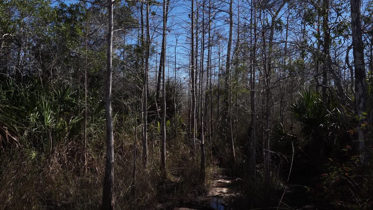 Una foresta mista con una grande varietà di alberi che si muovono sotto l'effetto del vento; molti con vegetazione lussureggiante, altri senza fogliame