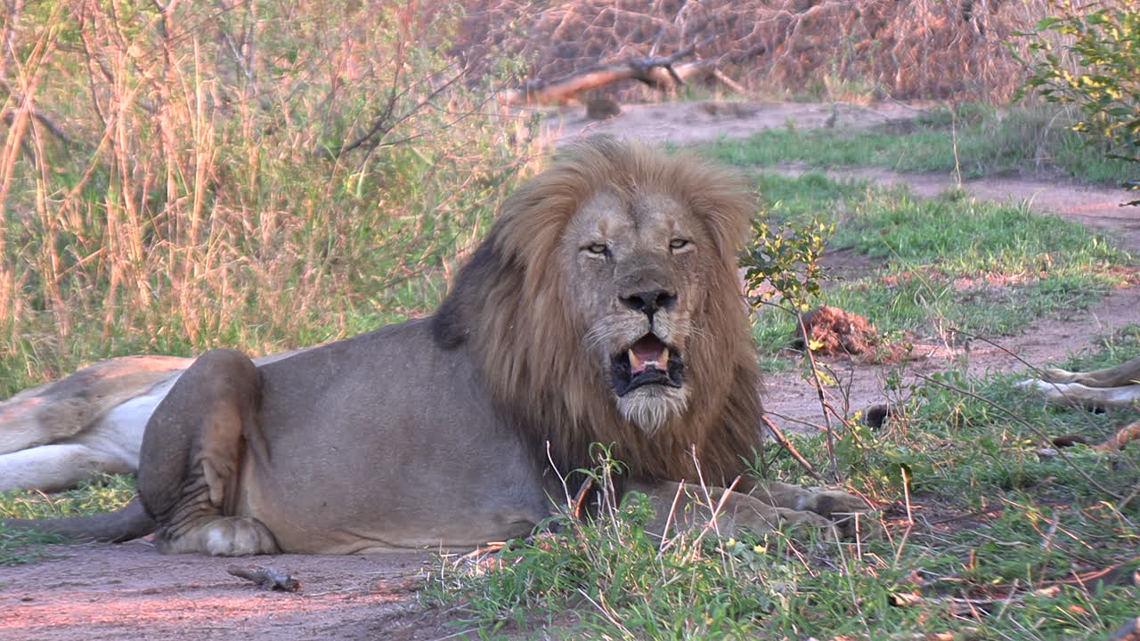 retrato de un león macho jadeando, reserva natural de timbavati, sudáfrica