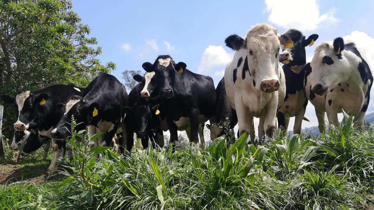 A group of playful cows frolicking and running in a green field on a sunny day
