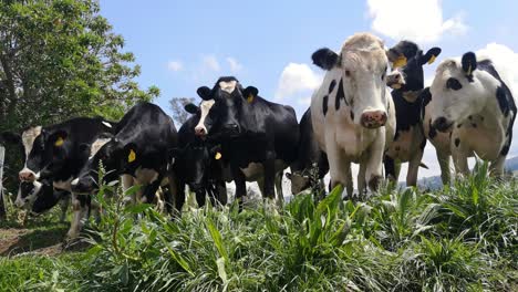 a group of playful cows frolicking and running in a green field on a sunny day