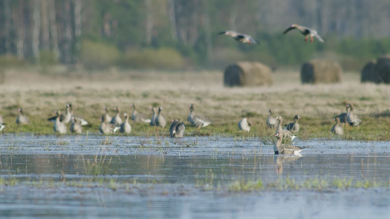 White-fronted geese resting in flooded meadow during spring migration sunny day