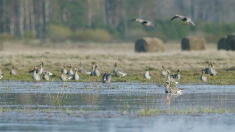 white-fronted geese resting in flooded meadow during spring migration sunny day