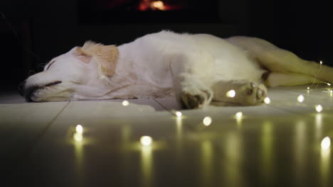 tilt shot: a cute golden retriever sleeps near a garland, with a fire burning in the fireplace in the background. winter and christmas with a pet in the house