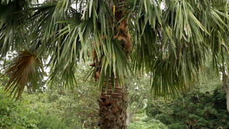 cabbage tree palm, lavistona australis. pan up shot