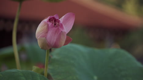 pink lotus bud