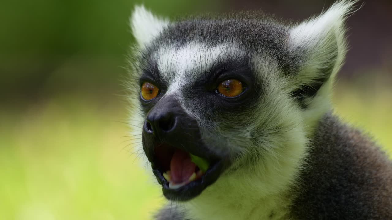 Primo piano di un lemure dalla coda ad anelli (Lemur catta) che sgranocchia del cibo