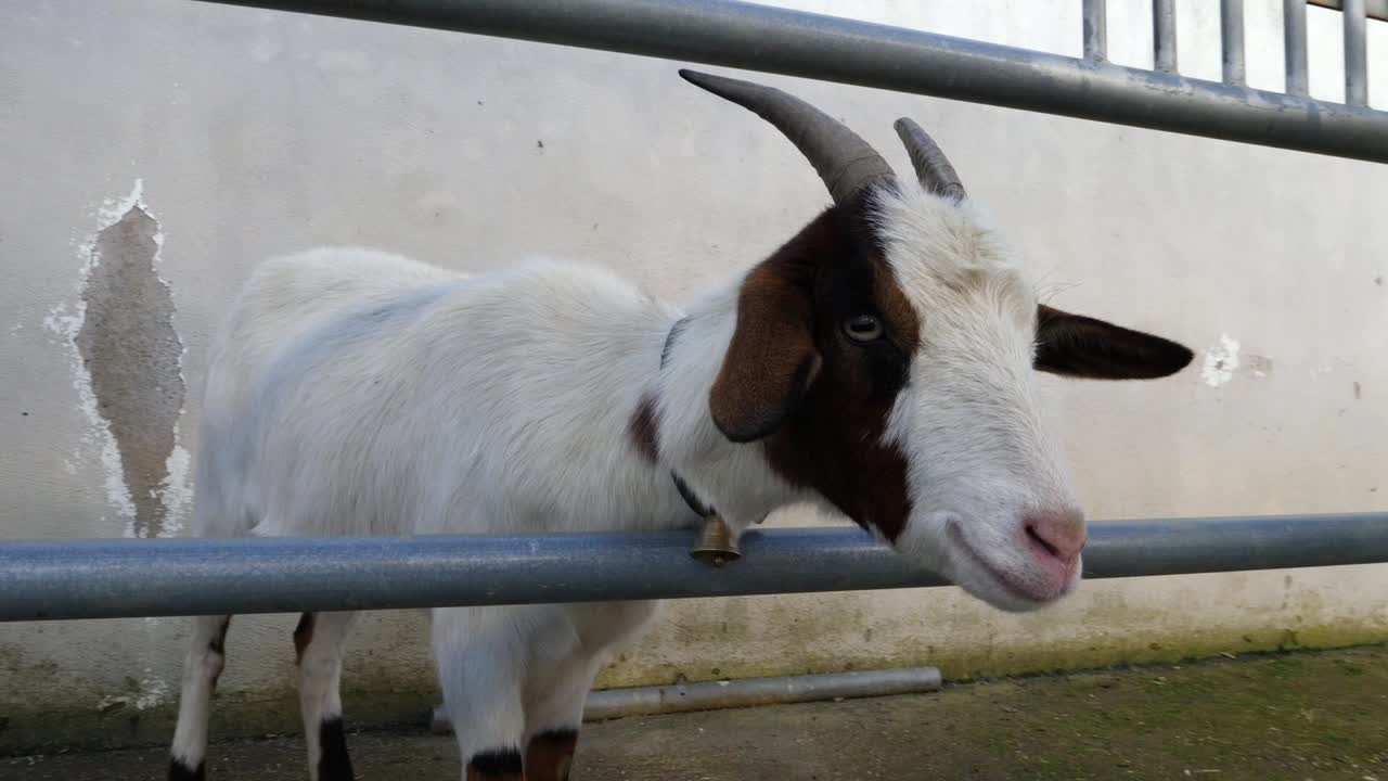 White and brown goat behind grids in a farm1