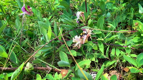 Hummel,-Die-An-Der-Düne-Von-Blüte-Zu-Blüte-Fliegt