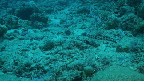 incredible spotted snake swimming above the ocean floor