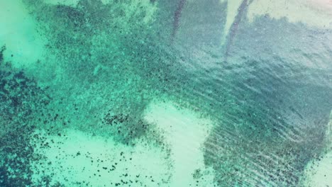 corales que crecen en la arena blanca del fondo marino bajo aguas tranquilas y claras de una laguna poco profunda de color turquesa cerca de la playa blanca en seychelles.