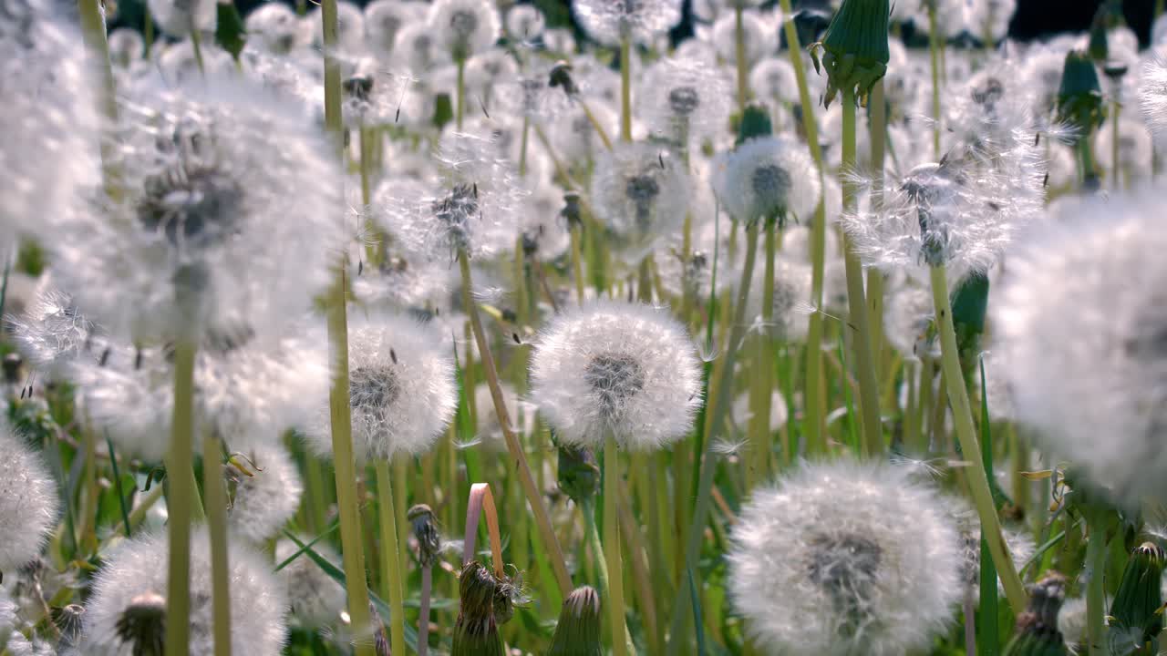 Fluffy Seeds dandelions Flying Over the Clearing. Shot on super slow motion camera 1000 fps