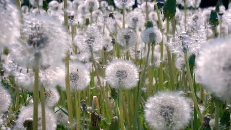 fluffy seeds dandelions flying over the clearing. shot on super slow motion camera 1000 fps