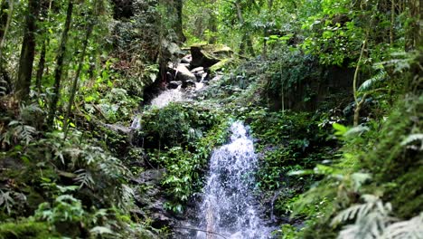 a steady waterfall flows over mossy rocks in a dense, green rainforest. natural daylight filters through foliage, with a static camera capturing tranquil movement