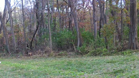 wild turkey hen strutting along the edge of a clover field in the woods in late autumn in the midwest usa