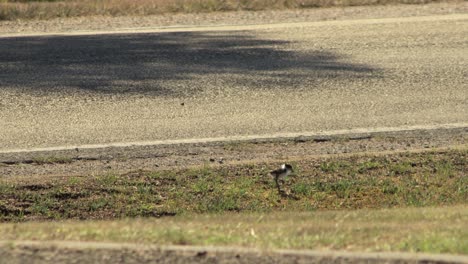 el pollito enmascarado camina a lo largo de la hierba al lado de la carretera.