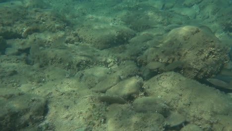 Small-fish-in-shallow-water-near-the-shore