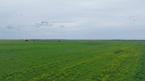 aerial establishing view of a large flock of bean goose taking up in the air, agricultural field, overcast day, bird migration, wide drone slow motion shot moving forward