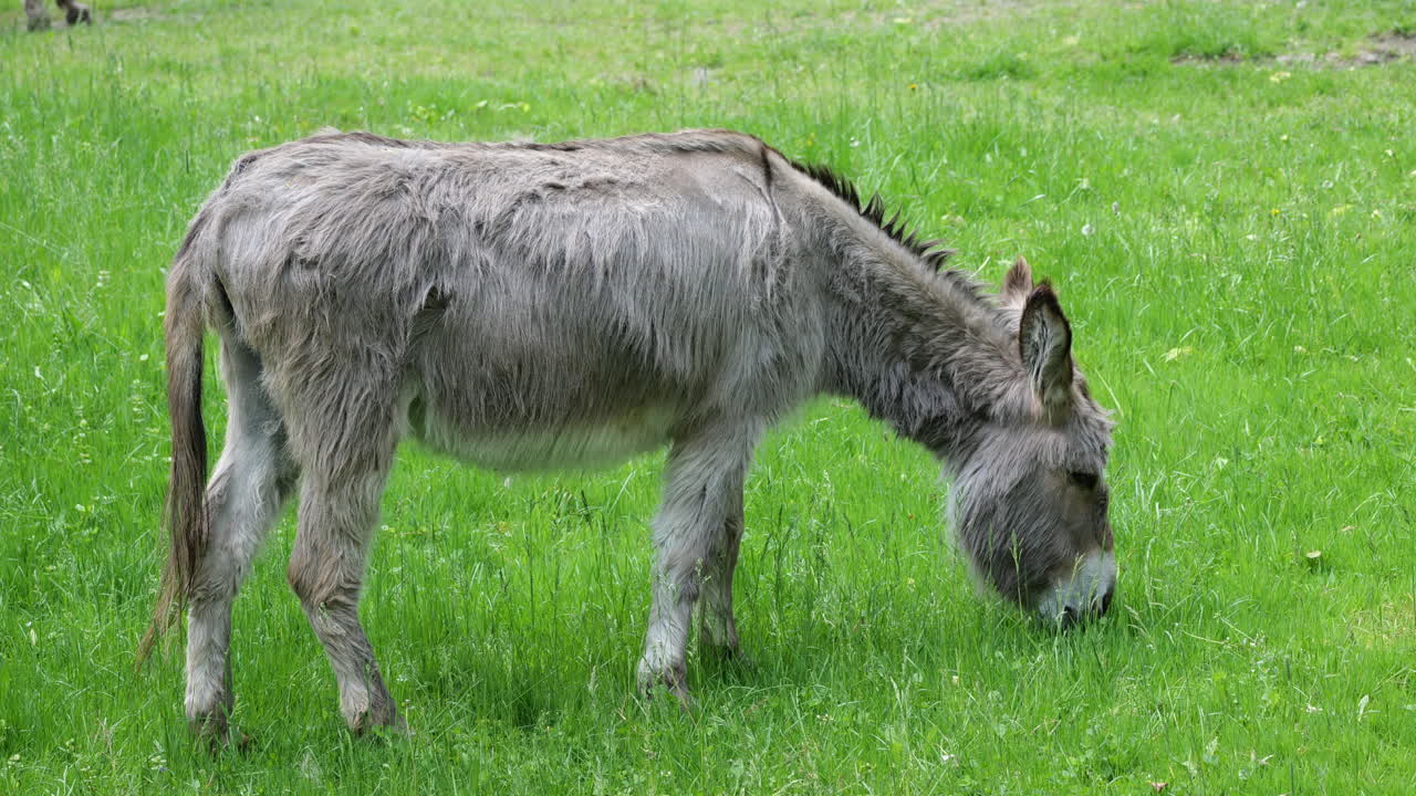 Asino domestico che pascola nel prato, famiglia: Equidi.