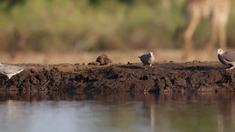 wide shot of some ring-necked doves sitting on the muddy edge of a waterhole while a giraffe is walking by in the background. filmed from an underground hide at a low angle in mashatu game reserve