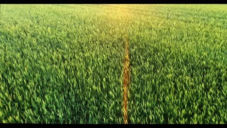 aerial view of a green wheat field