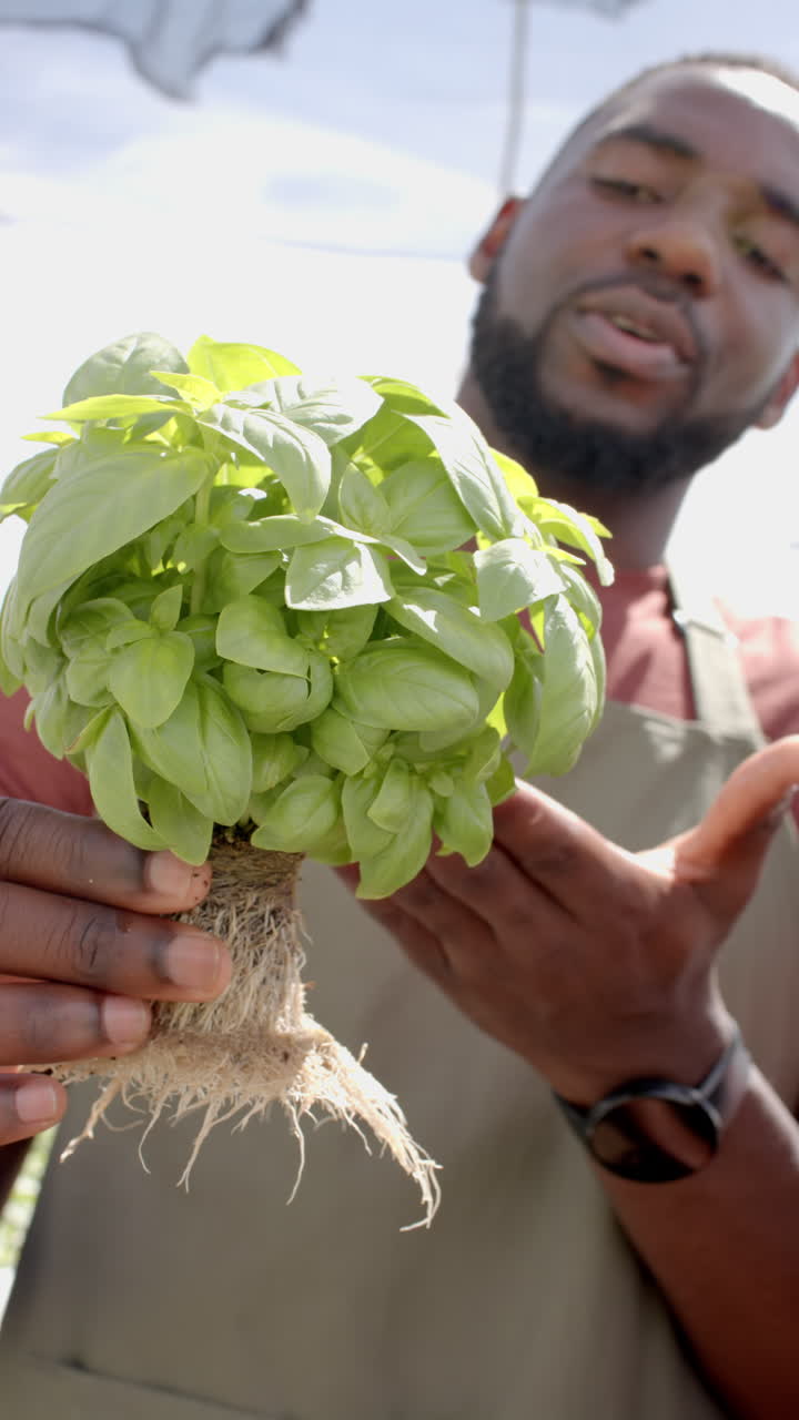 Vertical video: Holding basil plant, man explaining hydroponic farming techniques in greenhouse