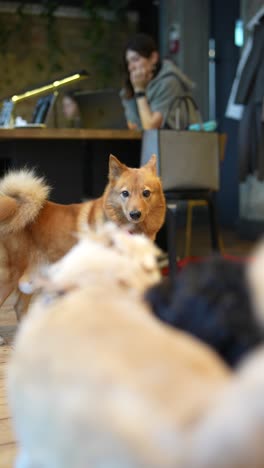 perro en un café
