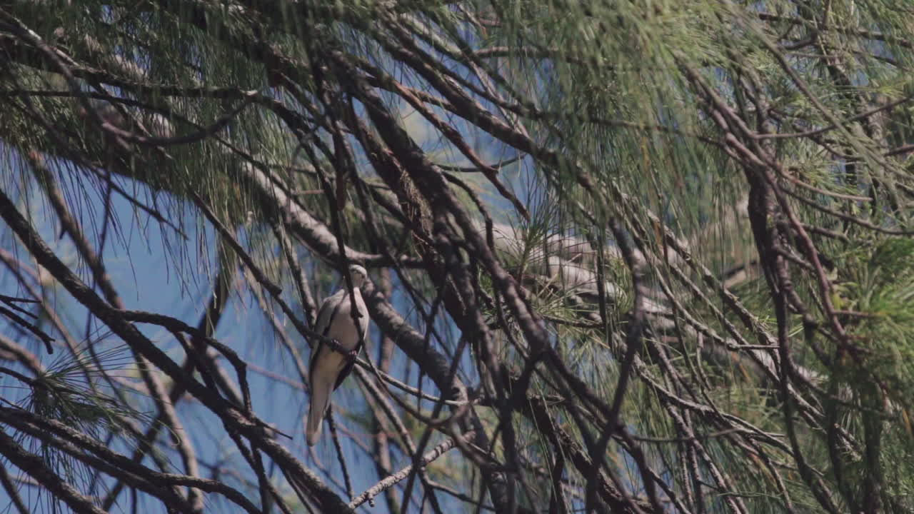Grey roller bird rolinha flies of tree.