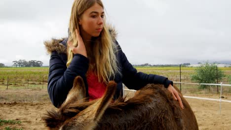 beautiful young woman stroking a donkey 4k