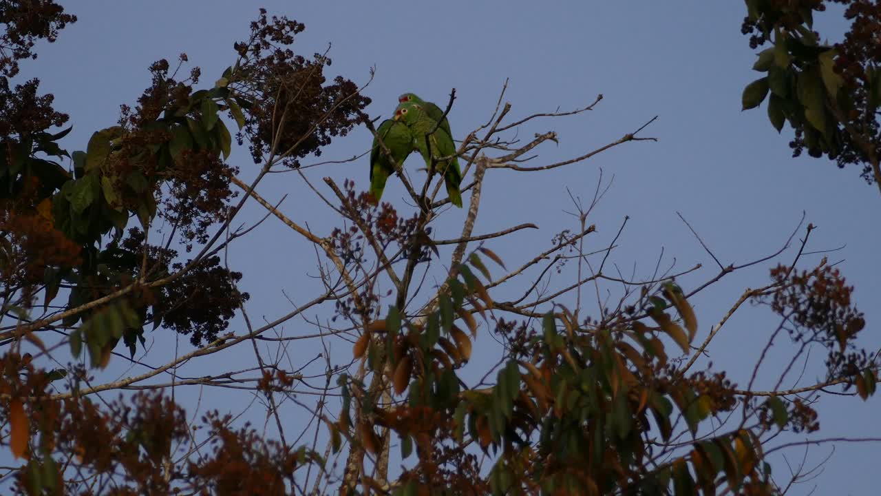 grandes loros verdes parados encima de la rama de un árbol con otras aves volando