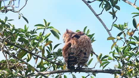 Un-Polluelo-Visto-Desde-Su-Espalda-Acicalándose-Su-Ala-Izquierda-Durante-Un-Hermoso-Día-Soleado,-Buffy-Fish-Owl-Ketupa-Ketupu,-Joven,-Parque-Nacional-Khao-Yai,-Tailandia