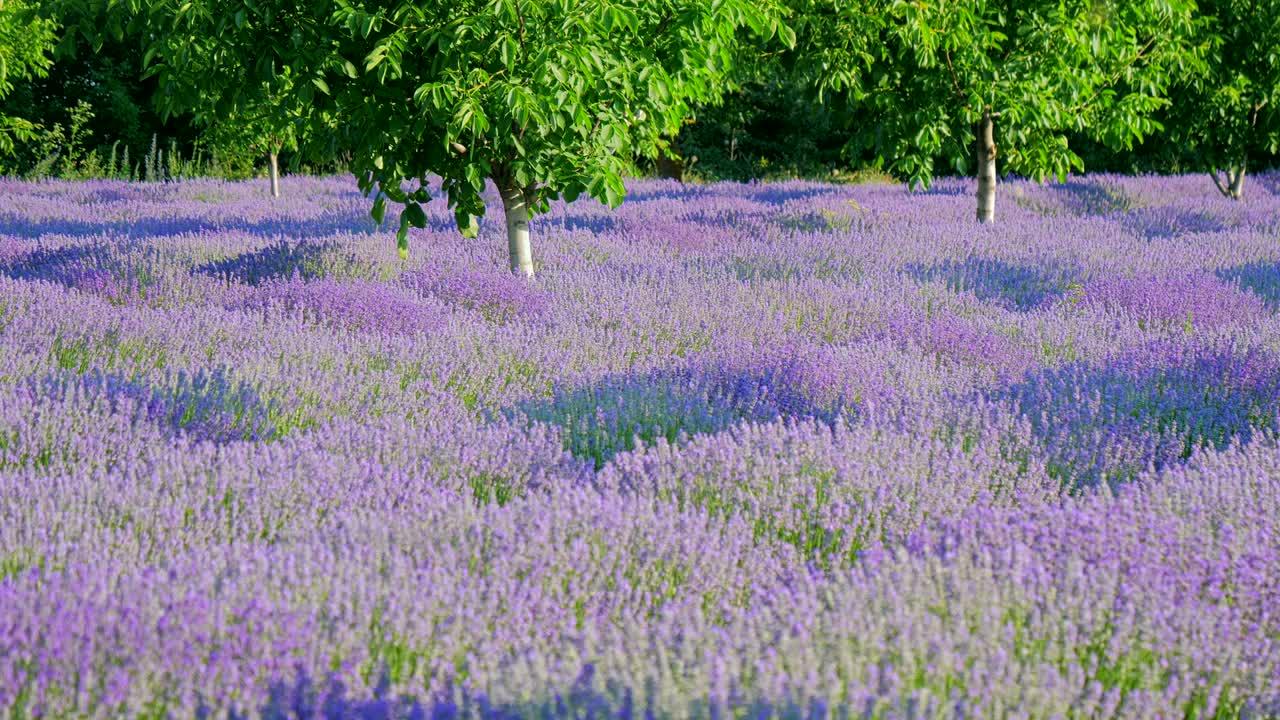 태양이 뜨면 라벤더 식물이 있는 을 는 것의 개인적인 관점.