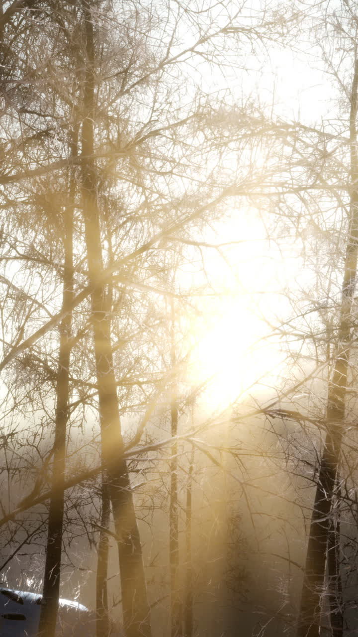 Raggi di sole attraverso gli alberi invernali
