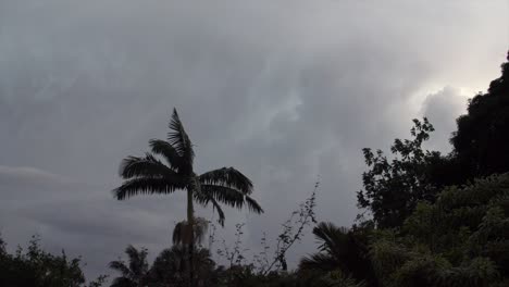 fork lightning behind a palm tree moving in the light storm winds