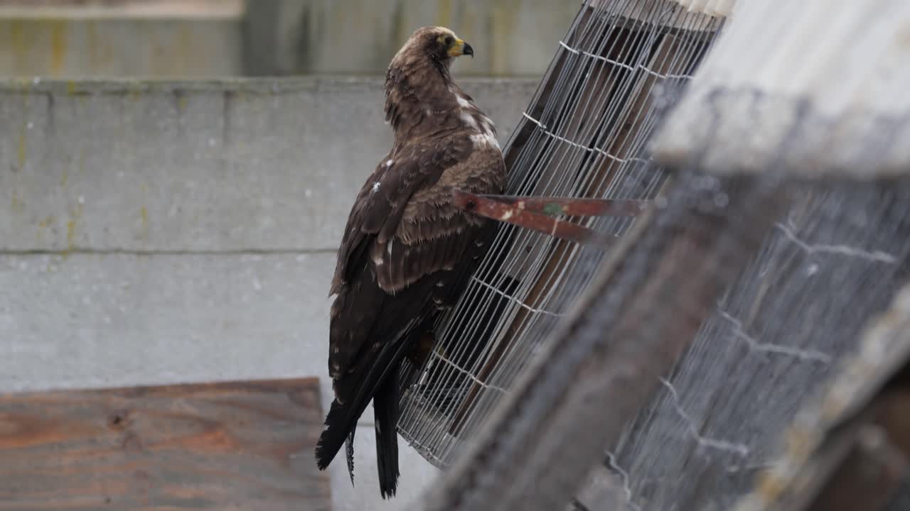 un ave de presa aferrándose y mirando a las palomas mensajeras en su palomar