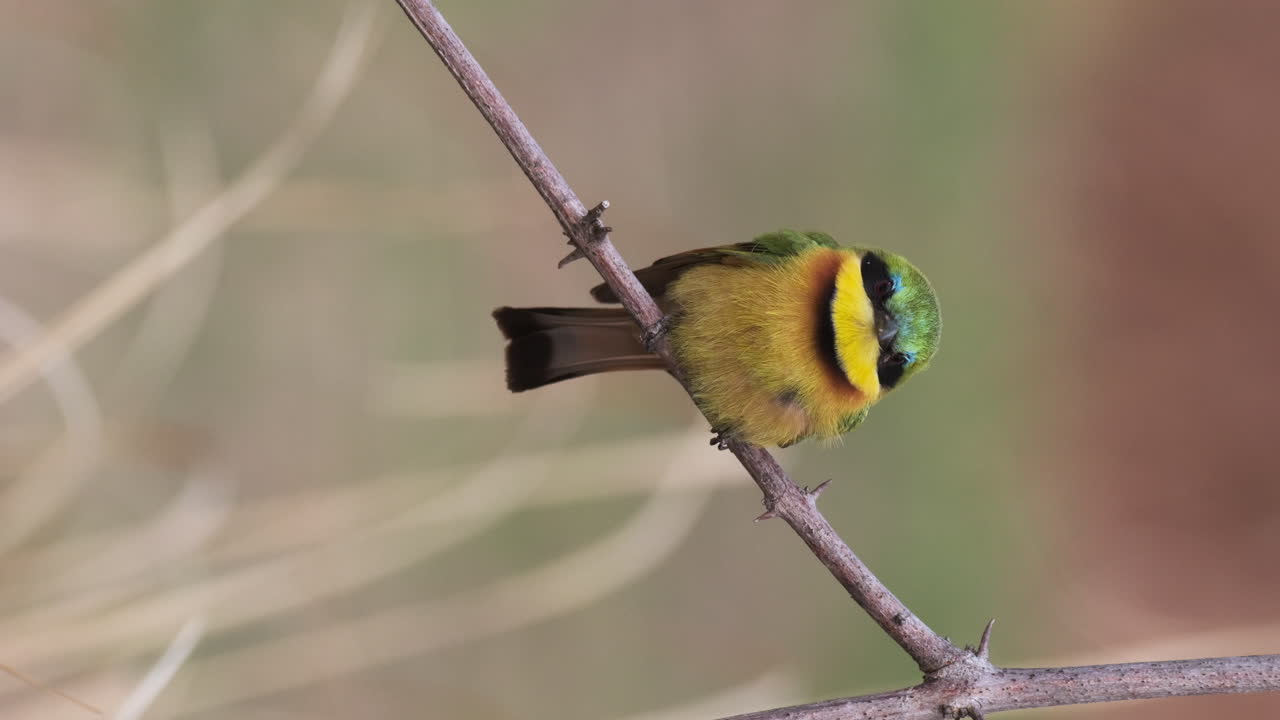 vista vertical de un pájaro comedor de abejas de pecho azul sentado en una ramita