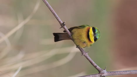 vertical view of blue-breasted bee-eater bird sit on a twig