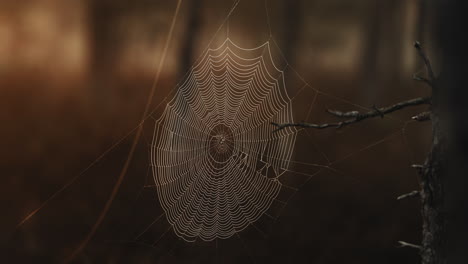beautiful spider web in a forest
