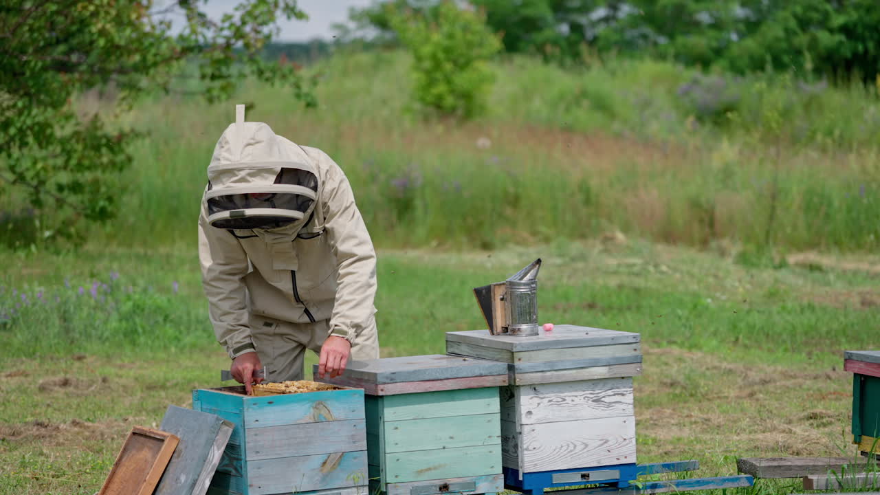 Beekeeper working with beehives